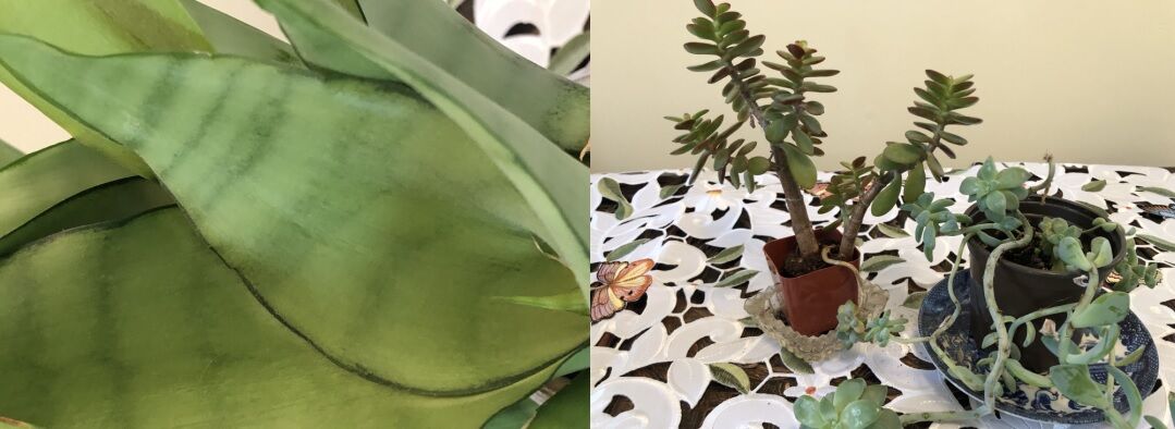 Houseplants